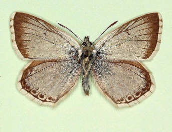 viridescens Chalkhill Blue (Polyommatus (Lysandra) coridon)