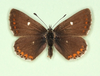 quadripuncta Northern Brown Argus (Aricia Artaxerxes)