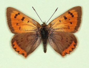 oblitera Small Copper (Lycaena phlaeas)