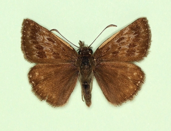 posticeprivata Dingy Skipper (Erynnis tages)