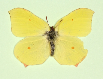 nov Brimstone (Gonepteryx rhamni)
