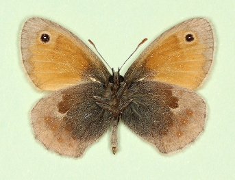 murina Small Heath (Coenonympha pamphilus)