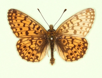 dexantipathological Pearl-bordered Fritillary (Boloria euphrosyne)