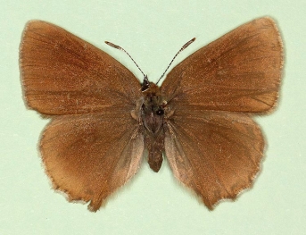 pathological Green Hairstreak (Callophrys rubi)