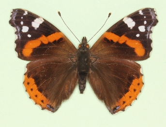 Red Admiral (Vanessa atalanta)