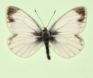 funebris Green-veined White (Pieris napi)