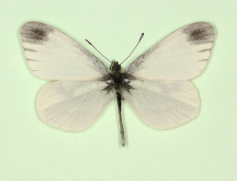 Reals Wood White (Leptidea reali)