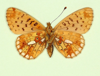 nov Pearl-bordered Fritillary (Boloria euphrosyne)