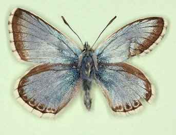teratological Chalkhill Blue (Polyommatus (Lysandra) coridon)