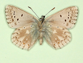 postfowleri + obsoleta Chalkhill Blue (Polyommatus (Lysandra) coridon)