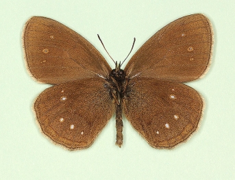 centrifera Ringlet (Aphantopus hyperanthus)
