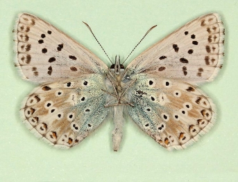 chlorescens Chalkhill Blue (Polyommatus (Lysandra) coridon)