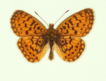 asymmetrical Small Pearl-bordered Fritillary (Boloria selene)