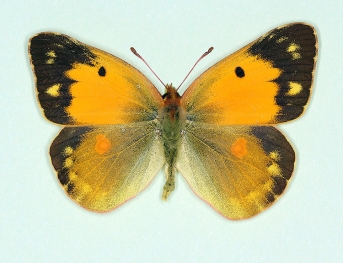 asymmetrical Clouded Yellow (Colias croceus)