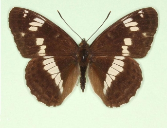 White Admiral (Limenitis camilla)