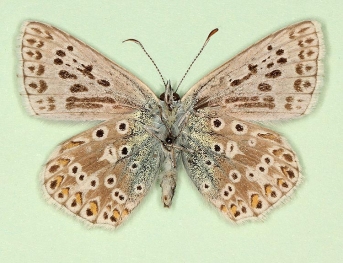 semibi-i-nigrum Chalkhill Blue (Polyommatus (Lysandra) coridon)