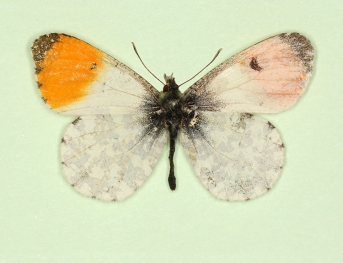 gynandromorph Orange-tip (Anthocharis cardamines)