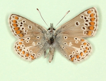 asymmetrical Brown Argus (Aricia agestis)