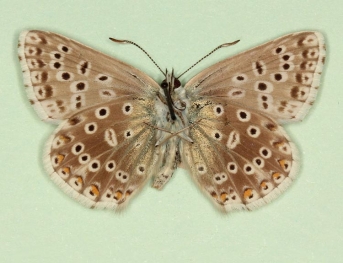 brunnescens Chalkhill Blue (Polyommatus (Lysandra) coridon)