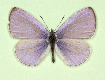 clara Holly Blue (Celastrina argiolus)