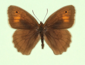 fulvocincta Meadow Brown (Maniola jurtina)
