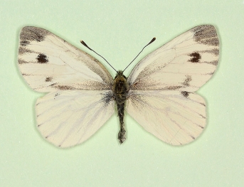 gynandromorph Green-veined White (Pieris napi)