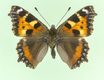 bolandii Small Tortoiseshell (Aglais urticae)