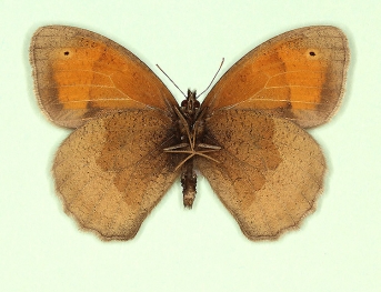 antiparvipuncta Meadow Brown (Maniola jurtina)