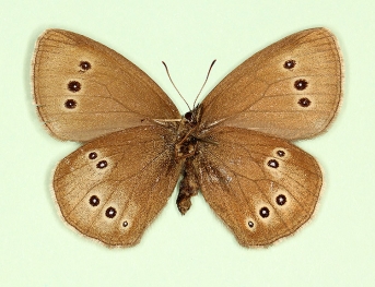 ab. nov Ringlet (Aphantopus hyperanthus)