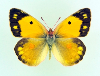 radiata Clouded Yellow (Colias croceus)