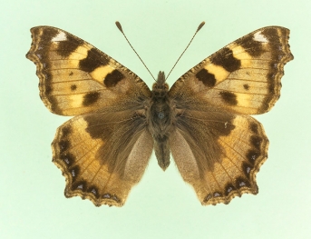 brunneoviolacea Small Tortoiseshell (Aglais urticae)