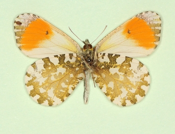nov Orange-tip (Anthocharis cardamines)