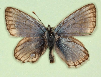 supralbocrenata Chalkhill Blue (Polyommatus (Lysandra) coridon)