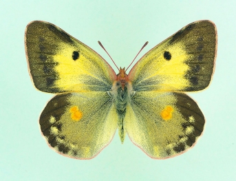 nigra+latemarginata+basisuffusa Clouded Yellow (Colias croceus)