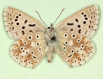 elongata Chalkhill Blue (Polyommatus (Lysandra) coridon)