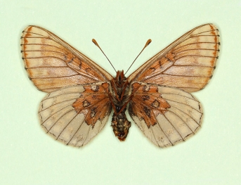 sebaldus Marsh Fritillary (Euphydryas aurinia)