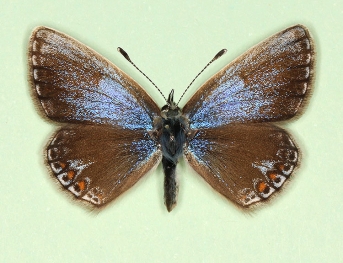 thestylis-albomarginata Common Blue (Polyommatus (Lysandra) icarus)
