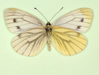 dexsubtalba Green-veined White (Pieris napi)