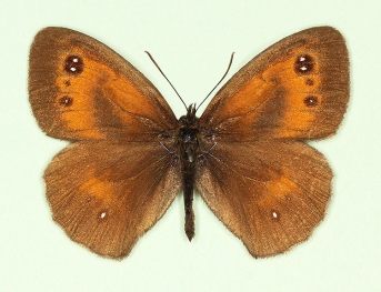 multiocellata Gatekeeper (Pyronia tithonus)