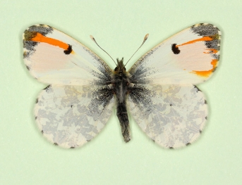 gynandromorph Orange-tip (Anthocharis cardamines)