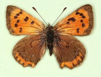 antidexlunaextensa Small Copper (Lycaena phlaeas)