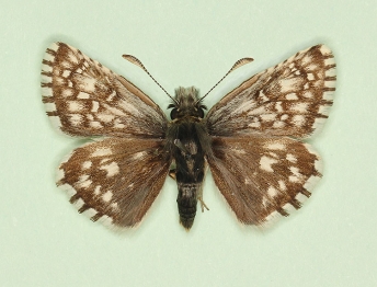 alboinspersa Grizzled Skipper (Pyrgus malvae)