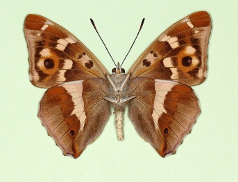 nov Purple Emperor (Apatura iris)