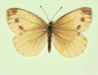 fuscosignata Green-veined White (Pieris napi)