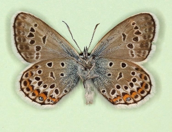 asymmetrical Silver-studded Blue (Plebejus argus)
