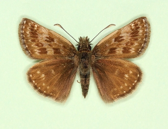 brunnea-transversa Dingy Skipper (Erynnis tages)