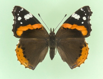 trans ab. cabeauensis Red Admiral (Vanessa atalanta)