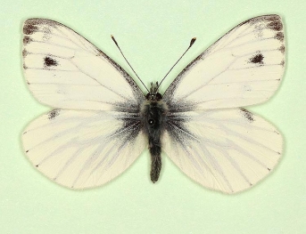 longomaculata Green-veined White (Pieris napi)