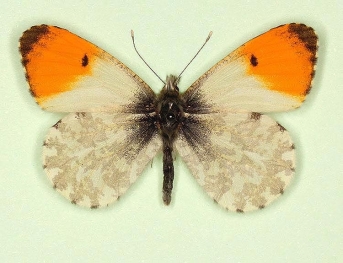 striata Orange-tip (Anthocharis cardamines)