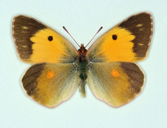 pseudomas Clouded Yellow (Colias croceus)